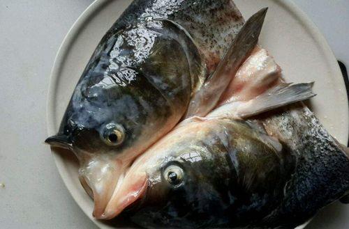 带你吃瓜驯服鱼头怪,一场奇幻冒险之旅