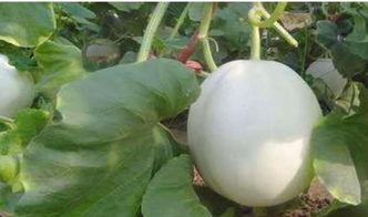 怎样吃白兰瓜好吃