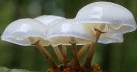 白毛吃茭瓜,一段奇妙的美食邂逅