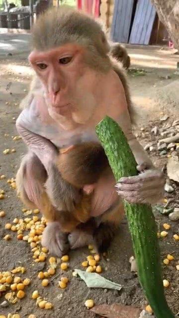猴子吃瓜吗,揭秘猴子的饮食习惯与瓜类美食