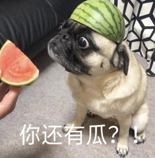 动物吃瓜表情包,动物吃瓜表情包大盘点