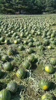 腾冲边境吃瓜事件,一场引发热议的网络风波