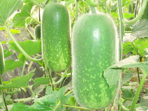 吃瓜宁陵,揭秘这座古城的瓜界传奇