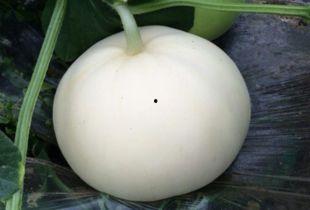 吃梨瓜长肉吗,吃梨瓜真的会长肉吗？揭秘水果热量与体重关系