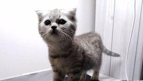 吃瓜的喵君,吃瓜喵君带你领略娱乐圈风云变幻