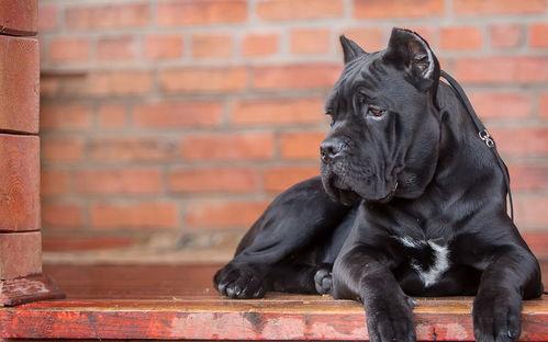 吃瓜大镖客吉他叶茂,跨界融合的音乐传奇