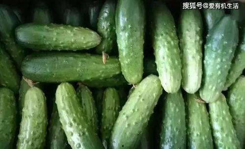 吃旱瓜发胖吗,吃旱瓜真的会导致发胖吗？揭秘真相