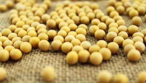 小黄豆pk吃瓜,小黄豆与吃瓜的趣味对决