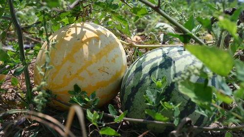 奕诺吃瓜,揭秘娱乐圈幕后故事