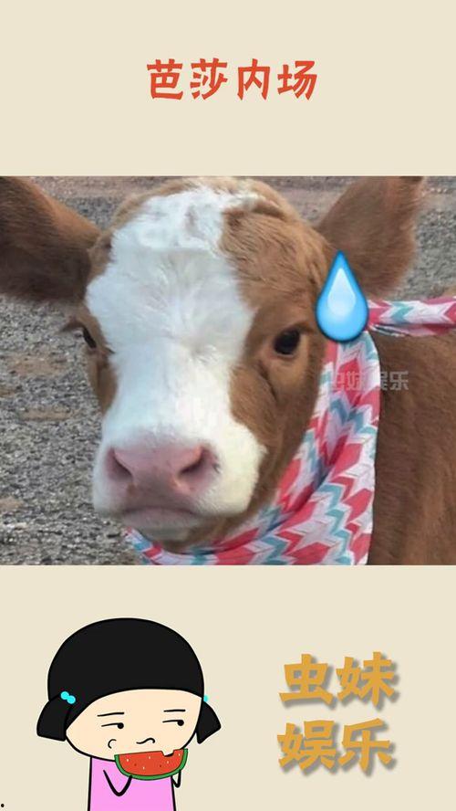 抖音吃瓜情侣,甜蜜与槽点的完美融合