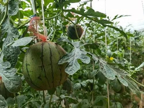 垛庄吃瓜,一场别开生面的吃瓜盛宴