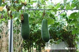 沈宴屋顶吃瓜,一场别开生面的夏日盛宴