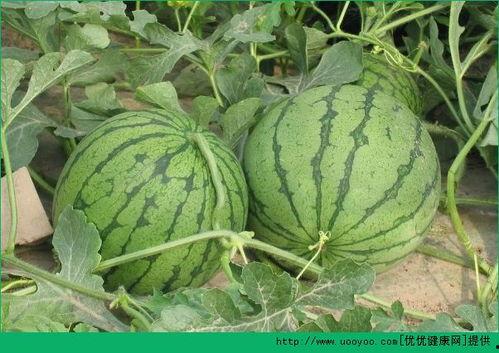 夏天吃毛瓜好吗,毛瓜的清凉魅力