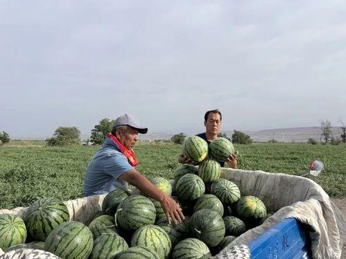 吃瓜跳崖,揭开背后真相