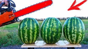 吃西瓜比赛吃哈密瓜比赛,西瓜争霸与哈密瓜挑战，谁将称霸果界？