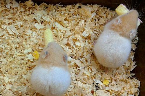 仓鼠可以吃酥瓜