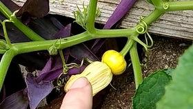 防城吃瓜,解锁夏日清凉新姿势