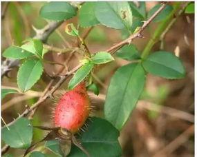 桃沢樱 吃瓜,揭秘娱乐圈的“吃瓜”风云