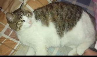 猫咪吃黄皮瓜,揭秘黄皮瓜的独特魅力