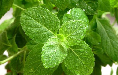 眼睛叶叶吃瓜,一场视觉与味觉的双重盛宴