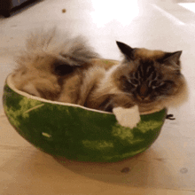 吃瓜喂猫故事,一场温馨的宠物奇遇记