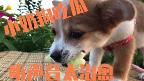 小狗吃瓜配音,萌态百出，配音演绎欢乐时光