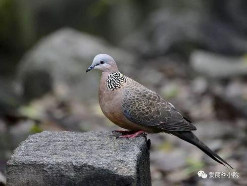 印第安老斑鸠吃瓜,印第安老斑鸠的瓜田奇遇记