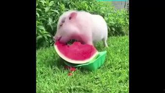 吃瓜猪图片,一场视觉盛宴