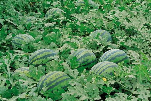 广西武鸣校区吃瓜,校园生活里的甜蜜与欢笑”