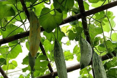 鼠瓜怎么吃最好,解锁健康营养新吃法