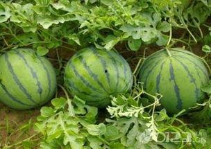 孕妇吃放了几天的瓜,瓜果保鲜与孕妇健康之道