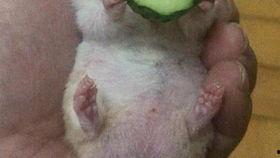 吃瓜大叔老王,揭秘娱乐圈背后的那些事儿