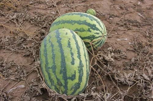 吃瓜群小,揭秘网络社交圈的趣味与争议