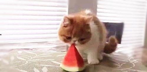 口水喵吃瓜,揭秘娱乐圈那些不为人知的幕后故事