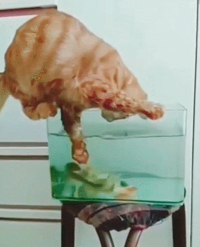 吃瓜无辜的意思,无辜吃瓜者的奇妙冒险