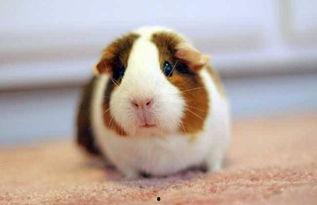 豚鼠吃蛇瓜吗,揭秘它们对蛇瓜的喜好